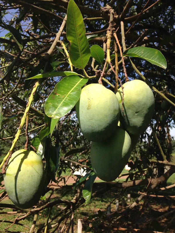 Thai_All_time_Grafted_Mango_Fruit_Plant_(Pack_Of_1)