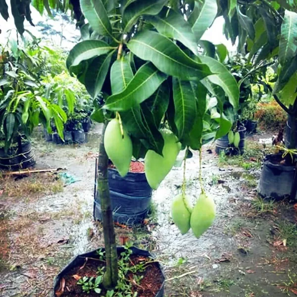 Thai_All_time_Grafted_Mango_Fruit_Plant_(Pack_Of_1)