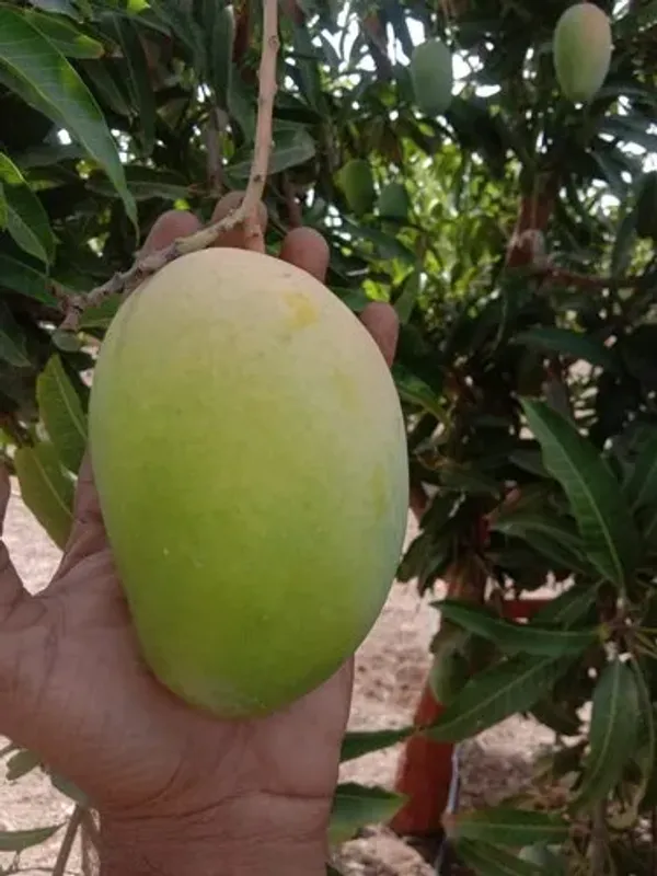 Thai_All_time_Grafted_Mango_Fruit_Plant_(Pack_Of_1)