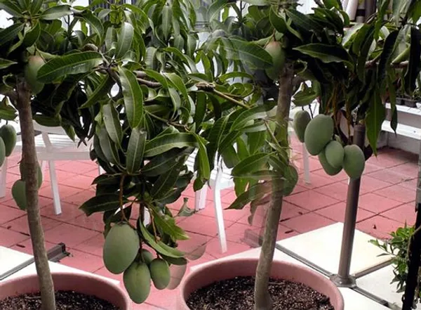 Thai_All_time_Grafted_Mango_Fruit_Plant_(Pack_Of_1)