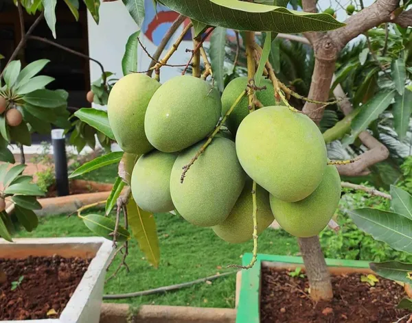 Thai_All_time_Grafted_Mango_Fruit_Plant_(Pack_Of_1)
