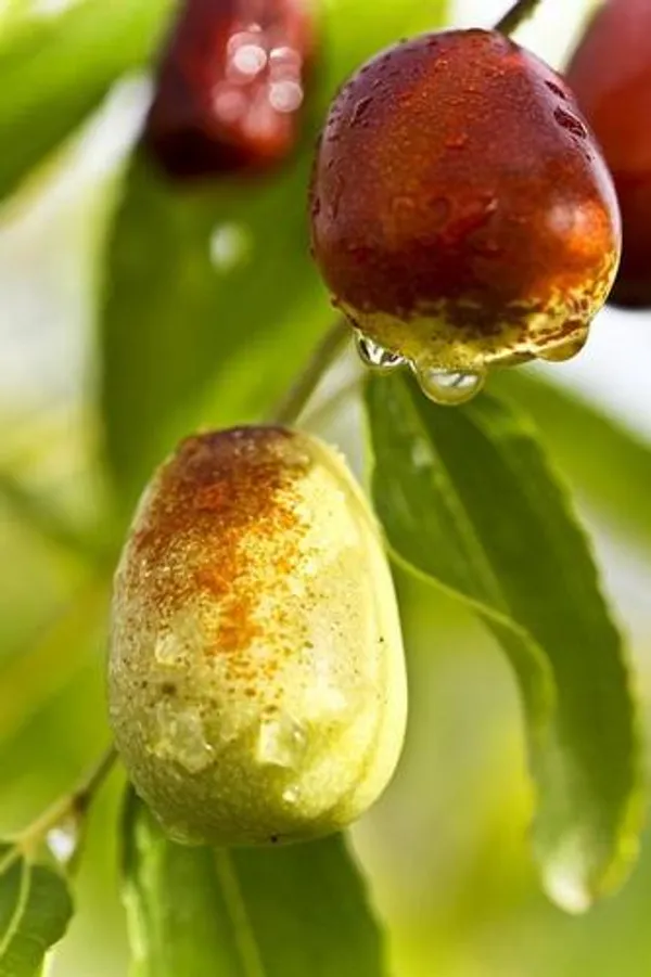 Thai_Apple_Ber_Grafted_Hybrid_Fruit_Plant