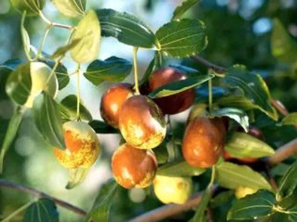 Thai_Apple_Ber_Grafted_Hybrid_Fruit_Plant