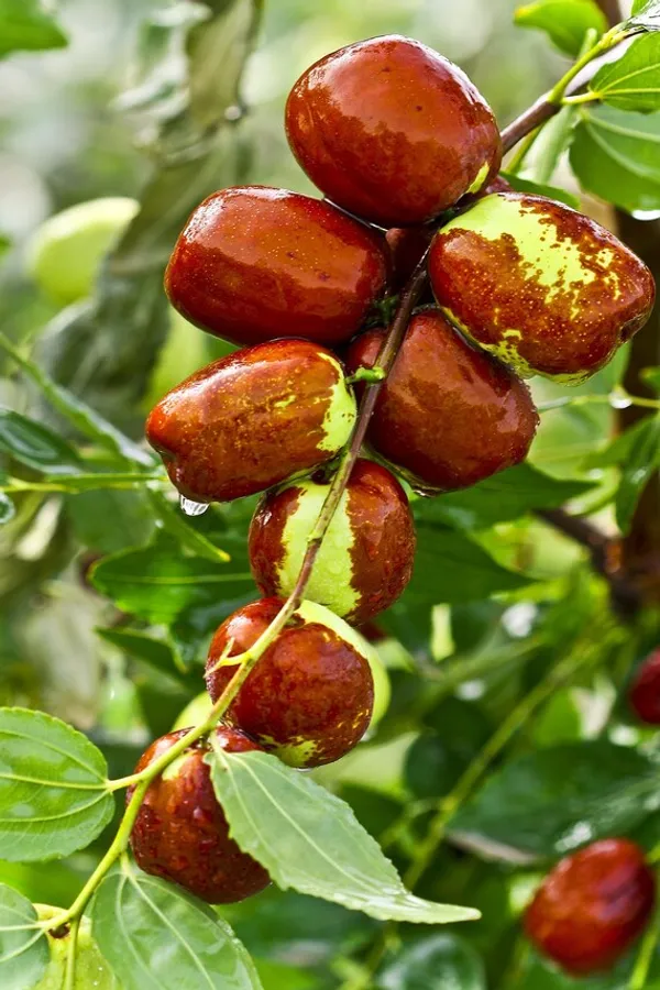 Thai_Apple_Ber_Hybrid_Grafted_Fruit_Plant