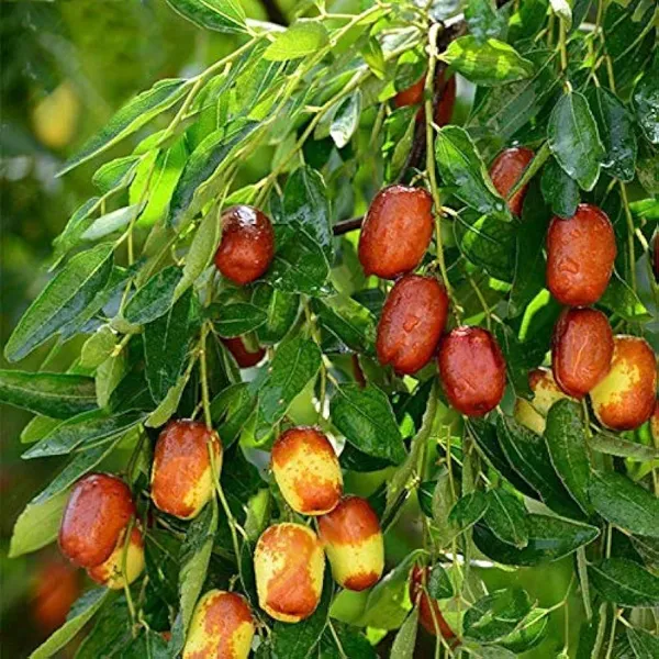 Thai_Apple_Ber_Hybrid_Grafted_Fruit_Plant