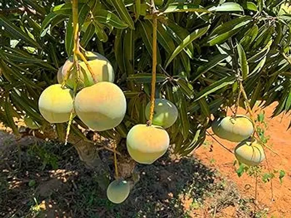 Thai_Apple_Mango_Hybrid_Grafted_Plant