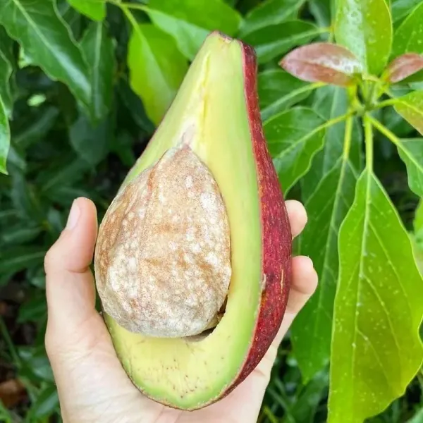 Red_Thai_Avocado_Hybrid_Grafted_Plant