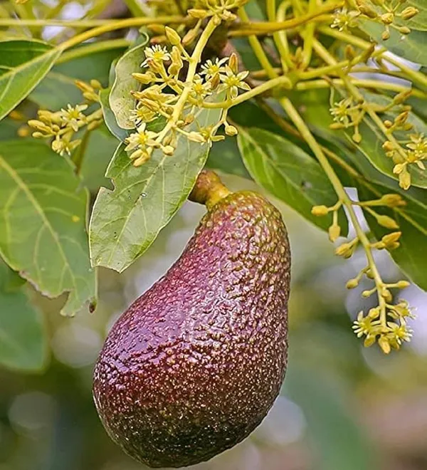 Red_Thai_Avocado_Hybrid_Grafted_Plant