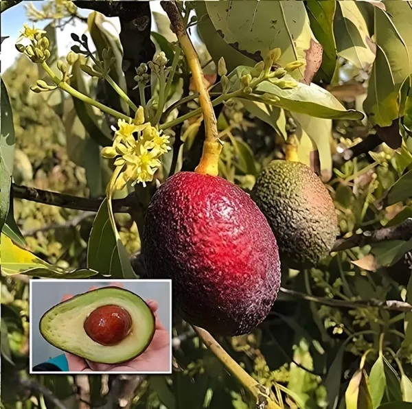 Red_Thai_Avocado_Hybrid_Grafted_Plant