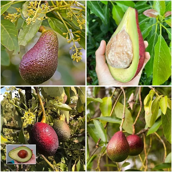 Thai_Red_Avocado_Hybrid_Dwarf_Variety_Fruit_Plant