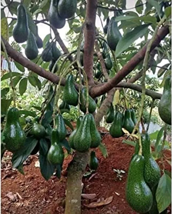 Thai_Avocado_Hybrid_Fruit_Plant