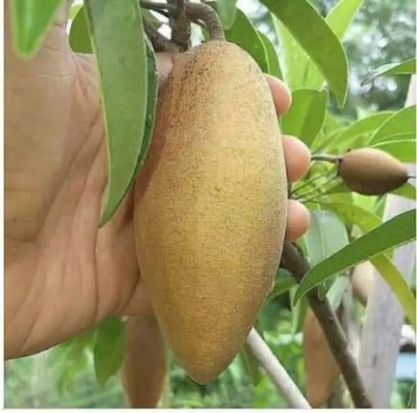 Thai_Banana_Chikoo/Sapota_Grafted_Fruit_Plant