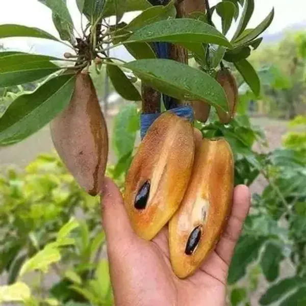 Thai_Banana_Chikoo/Sapota_Grafted_Fruit_Plant