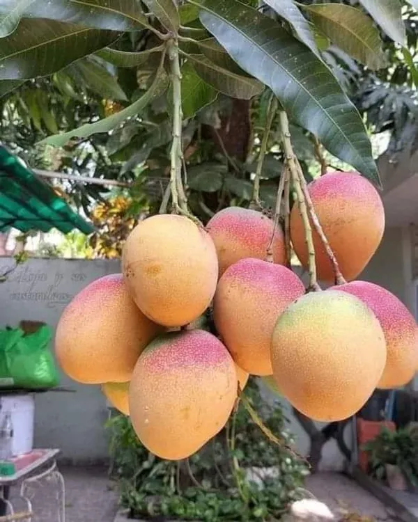 Thai_Bari_Mango_Grafted_Fruit_Plant