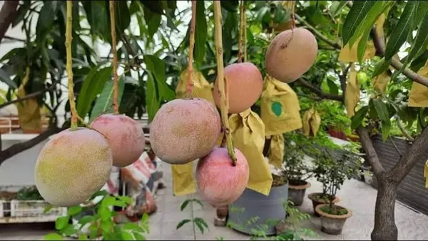 Thai_Bari_Mango_Grafted_Fruit_Plant