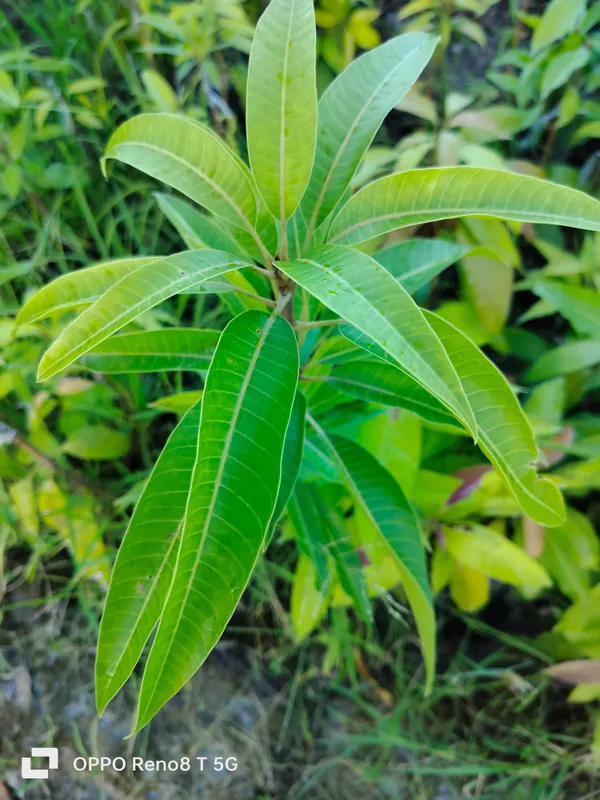 Thai_Bari_Mango_Grafted_Fruit_Plant