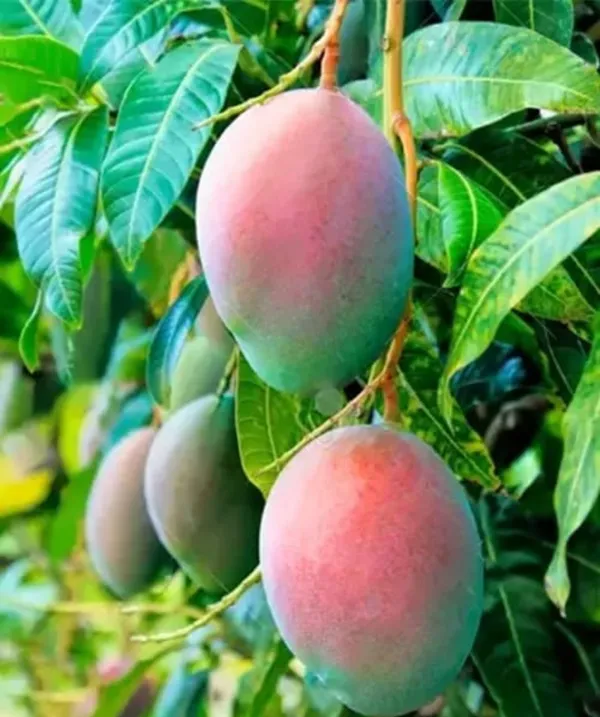 Thai_Bari_7_Mango_Hybrid_Grafted_Plant