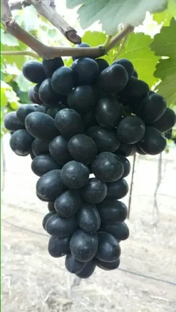 Thai_Black_Grapes_Fruit_Plant_(Pack_Of_1)