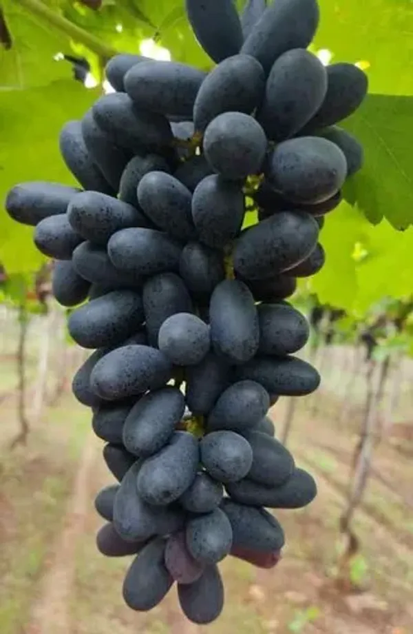 Thai_Black_Grapes_Fruit_Plant_(Pack_Of_1)