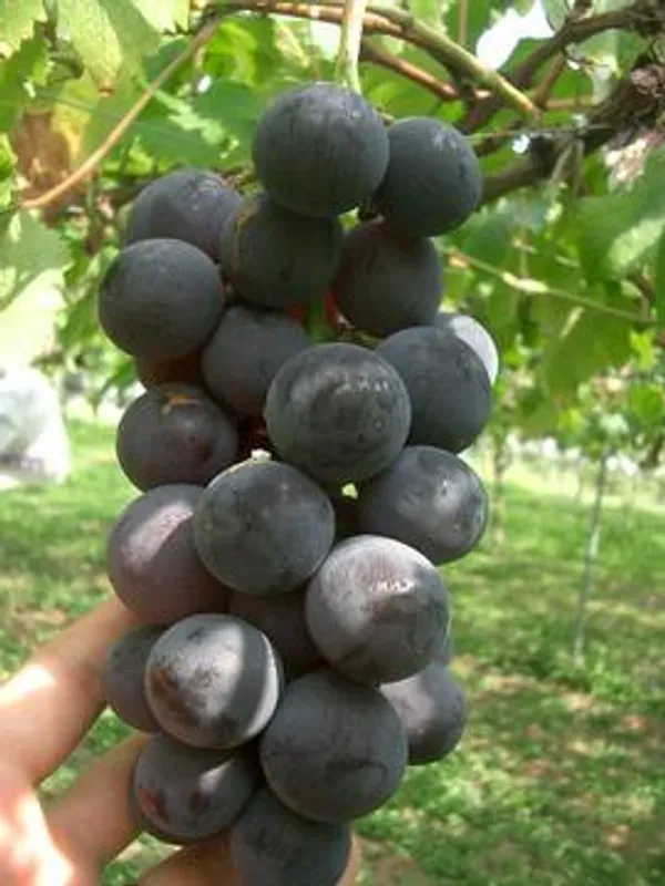 Thai_Black_Grapes_Fruit_Plant_(Pack_Of_1)