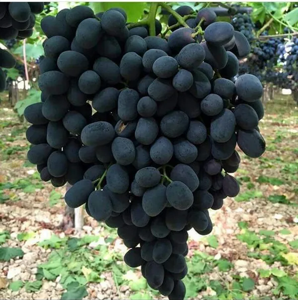 Thai_Black_Grapes_Fruit_Plant_(Pack_Of_1)