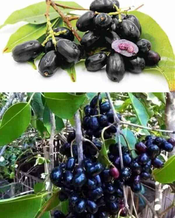 Thai_Black_Jamun_Hybrid_Fruit_Plant