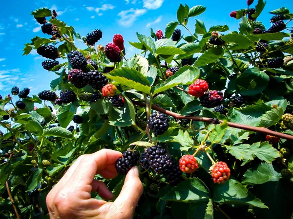 Thai_Blackberry_Fruit_Plant_(Pack_Of_1)