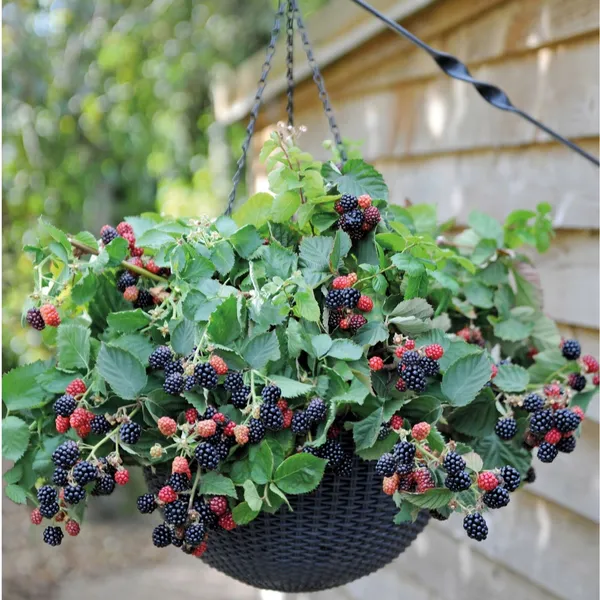 Thai_Blackberry_Fruit_Plant_(Pack_Of_1)