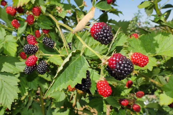 Thai_Blackberry_Fruit_Plant_(Pack_Of_1)