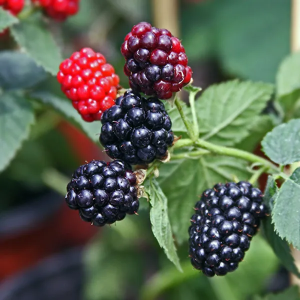 Thai_Blackberry_Fruit_Plant_(Pack_Of_1)