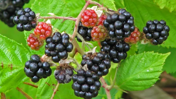 Thai_Blackberry_Fruit_Plant_(Pack_Of_1)