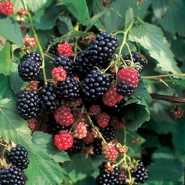 Thai_Blackberry_Fruit_Plant_(Pack_Of_1)