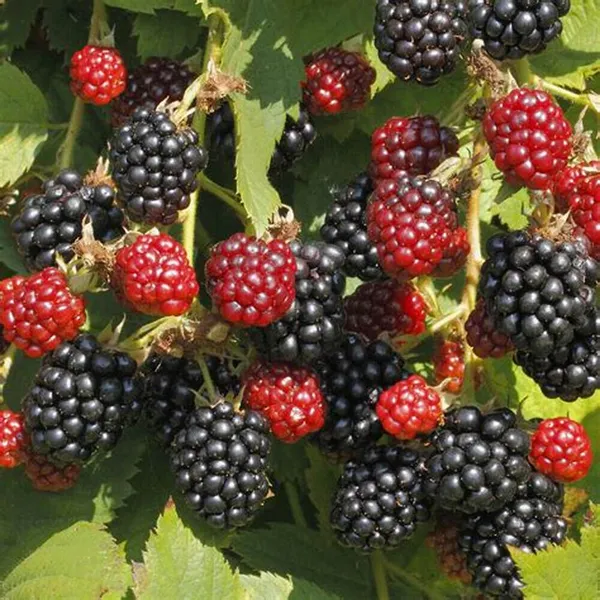 Thai_Blackberry_Fruit_Plant_(Pack_Of_1)