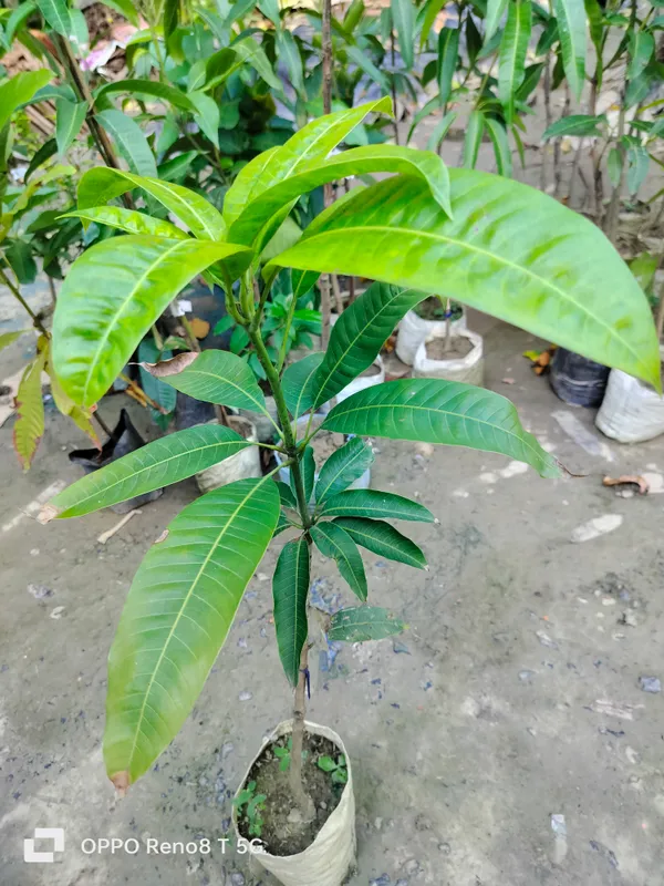 Thai_Brunei_King_Mango_Grafted_Fruit_Plant