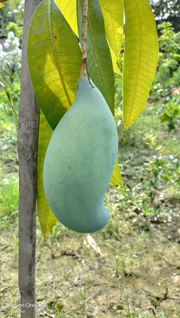 Thai_Brunei_King_Mango_Grafted_Fruit_Plant