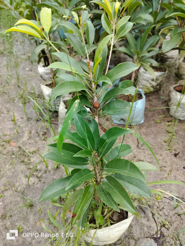 Thai_Chikoo_Sapota_Grafted_Fruit_Plant