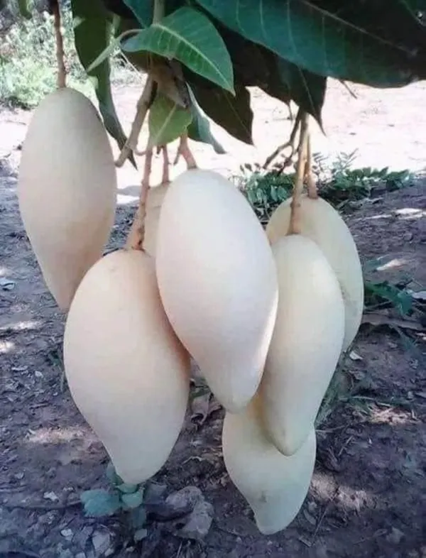 Thai_Dok_Mai_Mango_Hybrid_Grafted_Fruit_Plant
