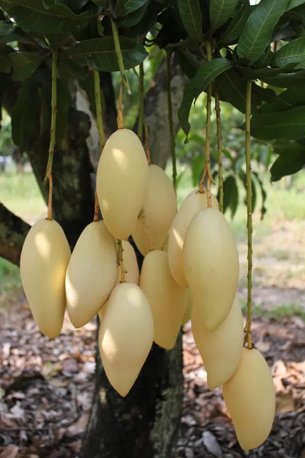 Thai_Dok_Mai_Mango_Hybrid_Grafted_Plant