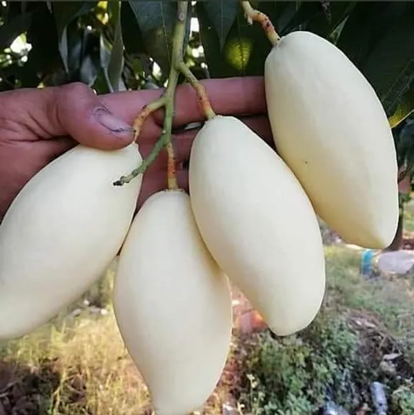 Thai_Dok_Mai_Mango_Hybrid_Grafted_Fruit_Plant