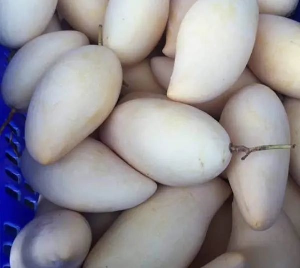 Thai_Dok_Mai_Mango_Hybrid_Grafted_Fruit_Plant
