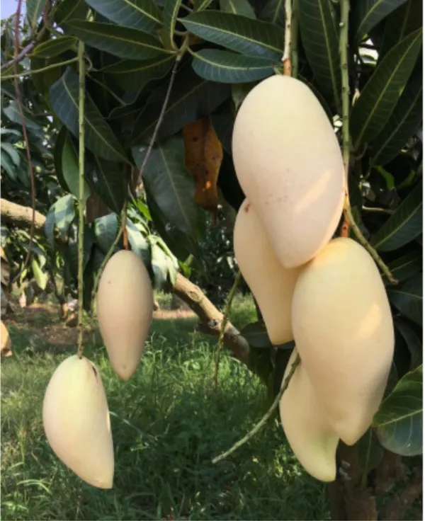 Thai_Dok_Mai_Mango_Hybrid_Grafted_Plant