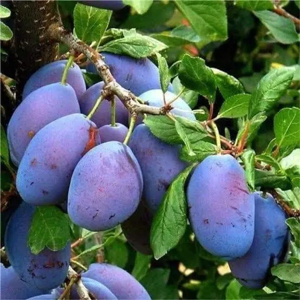 Thai_Aloo_Bukhara_Hybrid_Fruit_Plant,_For_Your_Home_Garden_Live_Plant