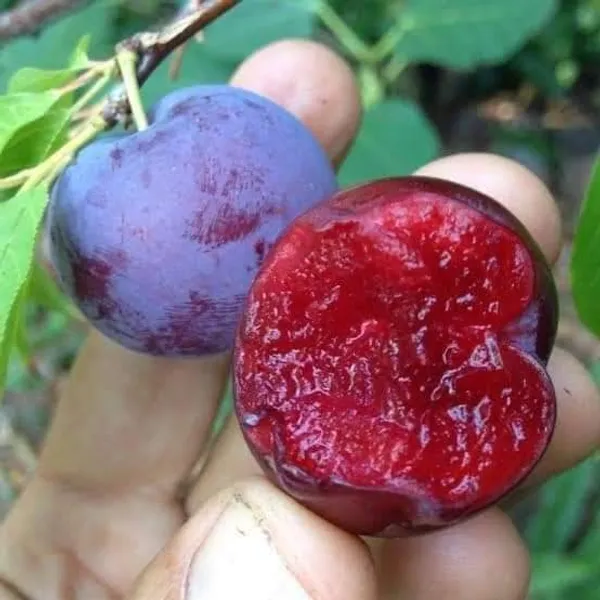 Thai_Aloo_Bukhara_Hybrid_Fruit_Plant,_For_Your_Home_Garden_Live_Plant