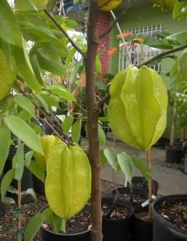 Yellow_Thai_Dwarf_Varieties_Sweet_Star_Fruit_Plant