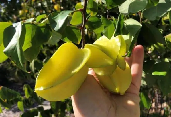 Yellow_Thai_Dwarf_Varieties_Sweet_Star_Fruit_Plant