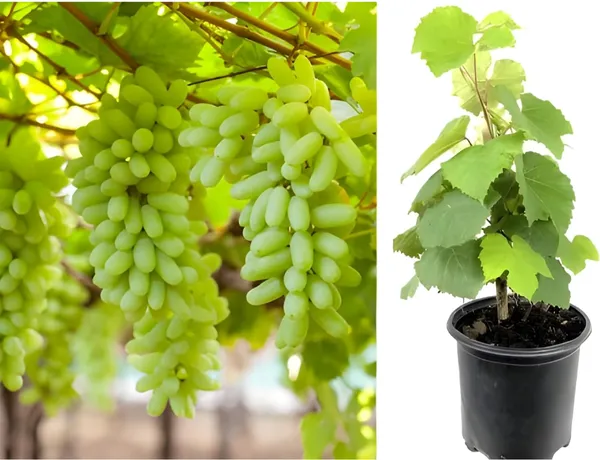 Thai_Finger_Grapes_Hybrid_Fruit_Plant