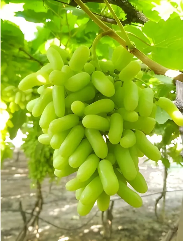 Thai_Finger_Grapes_Hybrid_Fruit_Plant