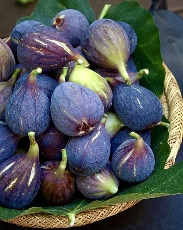 Thai_Five_Finger_Fig_Anjeer_Fruit_Plant