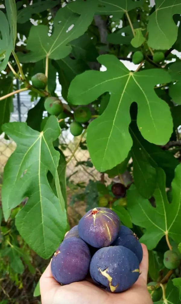 Thai_Five_Finger_Fig_Anjeer_Fruit_Plant