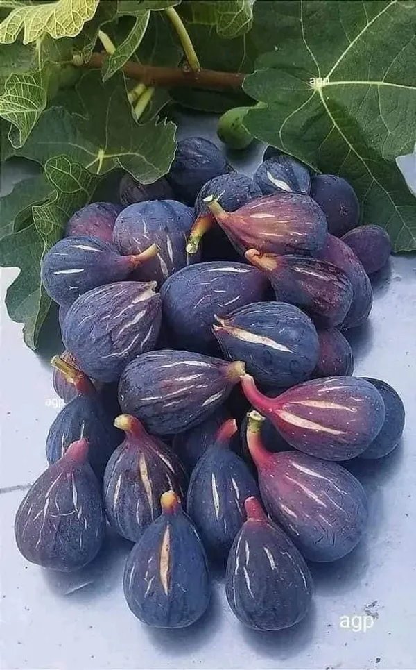 Thai_Five_Finger_Fig_Anjeer_Fruit_Plant